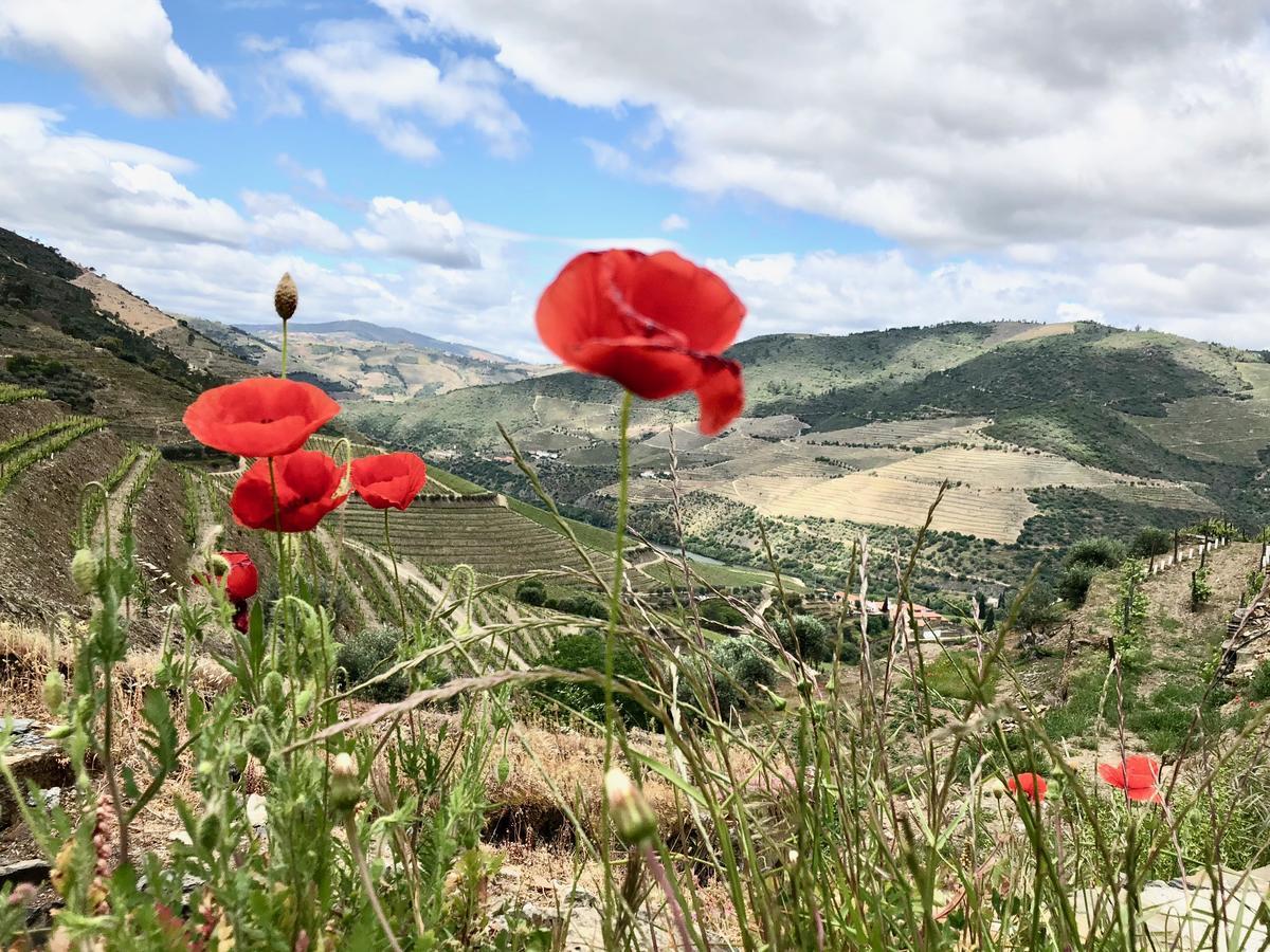 Quinta Da Gricha Hotel Ervedosa do Douro Екстериор снимка